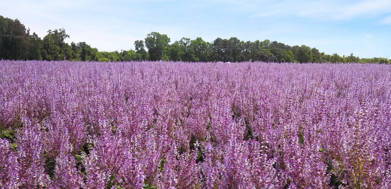 clary-sage.jpg